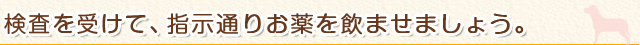 検査を受けて、指示通りお薬を飲ませましょう。