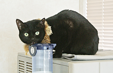 二代目マスコット「ブラッキー」