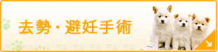 去勢・避妊手術